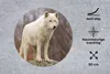 MuchoWow® Mauspad Mousepad Wolf - Stein - Weiß 50x50 cm - Produktbild-Vorschau 2