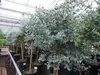Eucalyptus Stamm Eukalyptusbaum, 90 - 120 cm, Pflanze Produktbild-Vorschau 6