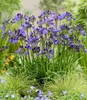 BALDUR Garten 1x Zwerg-Agapanthus 'Fairy Blue®', Knolle in Produktbild-Vorschau 3