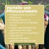 Kiepenkerl Meerrettich Armoracia rusticana 1 Pflanze Produktbild-Vorschau 5