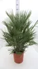 Winterharte Zwergpalme 120 cm Chamaerops humilis Eine der Produktbild-Vorschau 2