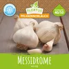 Artikelbild 2 von 'Winterpflanzknoblauch Messidrome' aus der Kategorie Winterpflanzknoblauch Produktbild-Vorschau