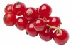 Rote Johannisbeere Ribes r. 'Jonkheer van Tets' P9 30-35 cm Produktbild-Vorschau 1
