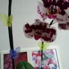 Schmetterlings-Orchideenclips 30 Stück, Pflanzenstielhaken Produktbild-Vorschau 3