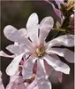 Magnolia Stellata Rosea 2L Podgląd zdjęcia produktu 5