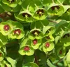 3 x Euphorbia martinii (Wolfsmilch) - Stauden Gänge Produktbild-Vorschau 1