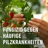 COMPO Ortiva® Spezial Pilz-frei AF 1000 ml Produktbild-Vorschau 10