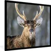 MuchoWow® MuchoWow® Gerahmtes Poster Rotwild - Weiß - Braun Produktbild-Vorschau 1