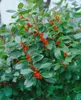 Ilex verticillata, Winterbeere, 60–80 cm, leuchtend rote Produktbild-Vorschau 8