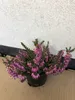 12 x Erica carnea rosa/rosa - Erica rosa 10-12 cm Anteprima dell’immagine prodotto 2