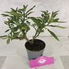 Sada 4 pepin - Solanum muricatum "Pepino Gold" - Melounová Náhled obrázku produktu 3