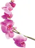 A branch of pink orchids against a white background. Náhľad obrázku produktu