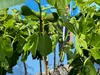 A close-up of a fig tree with several green figs and lush green leaves. Produktbild-Vorschau