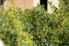 Stechpalme Alaska 10-15 cm, im Topf - Ilex aquifolium, Produktbild-Vorschau 8