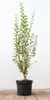 Ligustrum vulgare 'Atrovirens', Gewöhnlicher Liguster, Produktbild-Vorschau 2