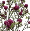 Magnolia soulangiana Genie – Rote Tulpen-Magnolie, Produktbild-Vorschau 3
