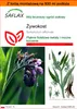 SAFLAX - Garden in the bag - Żywokost - 15 Nasiona - Z Podgląd zdjęcia produktu 1