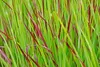 Stauden Gänge 1 x Panicum virgatum 'Heiliger Hain' im 1 Produktbild-Vorschau 7