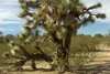 SAFLAX  - Albero di Giosuè - 10 semi - Con substrato - Anteprima dell’immagine prodotto 4