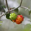 Surinamská čerešňa (Eugenia uniflora)  – 3 semená Náhľad obrázku produktu 1
