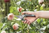 Gartenschere B/M Produktbild-Vorschau 23