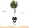 Green boutiQ - Arbre sur tige - Ceanothus impressus Voir les images du produit 3
