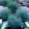 Stauden Gänge 3 x Festuca glauca/cinerea 'Elijah Blue' im 1 Produktbild-Vorschau 1