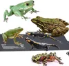 A collage of various amphibians and reptiles, including frogs and salamanders, placed on a black heat mat. Podgląd zdjęcia produktu