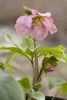Helleborus x orientalis 'Ballard', Lenzrose, ca. 11x11 cm Produktbild-Vorschau 10