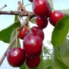 A close-up of ripe cherries hanging from a branch, with green leaves and a blue sky in the background. Produktbild-Vorschau