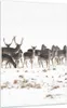 Bilder auf glas - Einteilig - Hirsch Winter Tierwelt Produktbild-Vorschau 1