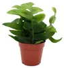 Epiphyllum anguliger chrysocardium – kaktus pílovitý – 12 Náhľad obrázku produktu 1