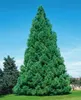 Sequoiadendron giganteum, Bergmammutbaum, 50–60 cm Produktbild-Vorschau 8