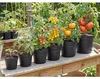elho green basics Anzuchttopf 21cm - lebhaft schwarz Produktbild-Vorschau 8