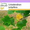 SAFLAX - Skutečný tulipánový strom - Liriodendron Náhled obrázku produktu 10