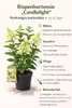 Hortensja wiechowata 'Candlelight' doniczka 3L – Hydrangea Podgląd zdjęcia produktu 2