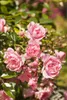 Bodendeckerrose The Fairy C 15- 20 Produktbild-Vorschau 2