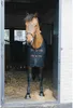 Kentucky Horsewear Mesh Fliegendecke Schwarz Produktbild-Vorschau 3
