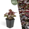Plants by Frank | 48 Plantes d'heuchère pourpre | Heuchera Voir les images du produit 1
