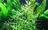 Aquariumpflanze Murdannia keisak Bambus Tropica Nr.135 Produktbild-Vorschau 1