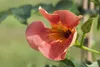 Campsis radicans 'Grandiflora', Trompetenblume, orange, Produktbild-Vorschau 2
