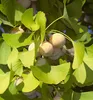 Ginkgo biloba 50-60 cm, kont. 2,5 l Produktbild-Vorschau 4