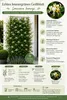 Skutečný stálezelený zimolez 60–80 cm Lonicera henryi – Náhled obrázku produktu 2