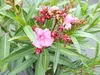 Oleander  100 - 120 cm Busch Nerium Krone Ø50-60cm Produktbild-Vorschau 7