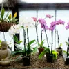 Biopon concime per orchidee in stick 12 pezzi Concime Anteprima dell’immagine prodotto 4