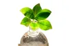 Dehner Waterplant Balsamapfel, Clusia rosea Princess, Produktbild-Vorschau 3