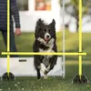 ACXIN sada tyčí pro agility Tréninkové tyče pro kondiční Náhled obrázku produktu 6