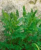 Osmunda regalis, Königsfarn, ca. 9x9 cm Topf Produktbild-Vorschau 6