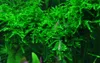 Aquarium Pflanze In Vitro 1 Moos Vesicularia ferriei Produktbild-Vorschau 1