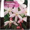 Waldrebe Clematis armandii Apple Blossom Produktbild-Vorschau 2